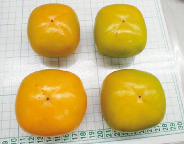 商品Q&Aのイメージ